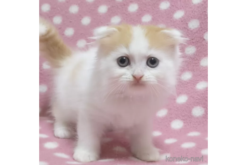 成約済の愛知県のスコティッシュフォールド(折れ耳)-86733の3枚目